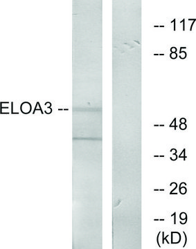Anti-ELOA3 antibody produced in rabbit