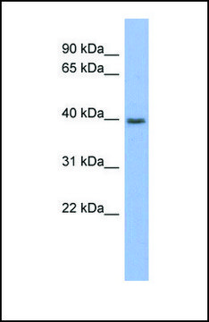Anti-PANX3 antibody produced in rabbit