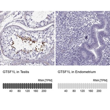 Anti-GTSF1L antibody produced in rabbit