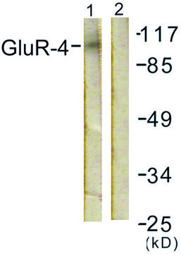 Anti-GLUR4 antibody produced in rabbit