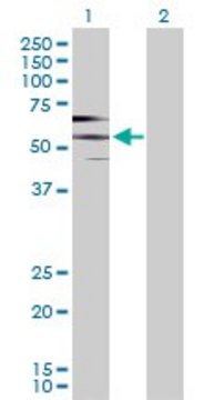 Anti-PDE9A antibody produced in rabbit