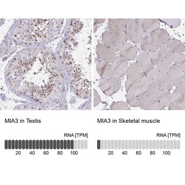 Anti-MIA3 antibody produced in rabbit