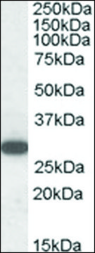 Anti-RGS18 (C-terminal) antibody produced in