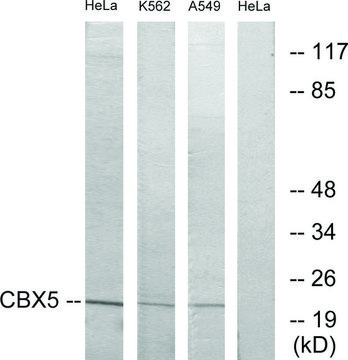 Anti-CBX5 antibody produced in rabbit