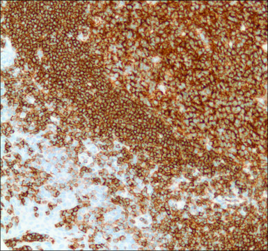 Anti-CD19 antibody, Rabbit monoclonal
