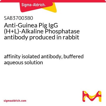 Anti-Guinea Pig IgG (H+L)-Alkaline Phosphatase
