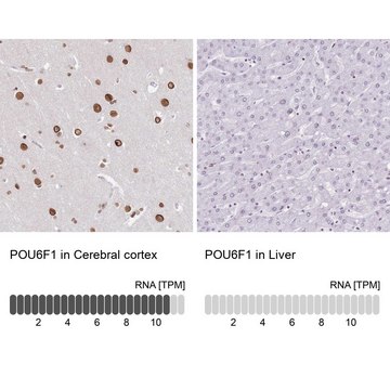Anti-POU6F1 antibody produced in rabbit