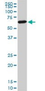 ANTI-FOXC2 antibody produced in mouse