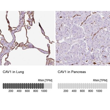 Anti-CAV1 antibody produced in rabbit