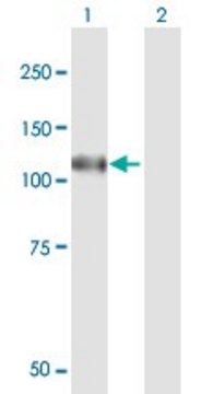 Anti-N4BP1 antibody produced in mouse