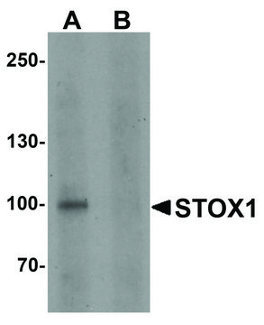 Anti-STOX1 antibody produced in rabbit