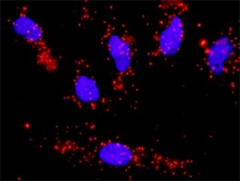 Monoclonal Anti-CCNA1 antibody produced in