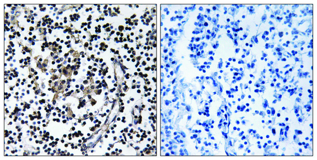 Anti-SLC30A4 antibody produced in rabbit