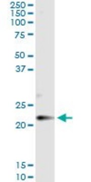 Monoclonal Anti-CLDN14 antibody produced in