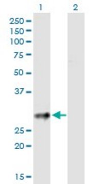 Anti-CD83 antibody produced in mouse