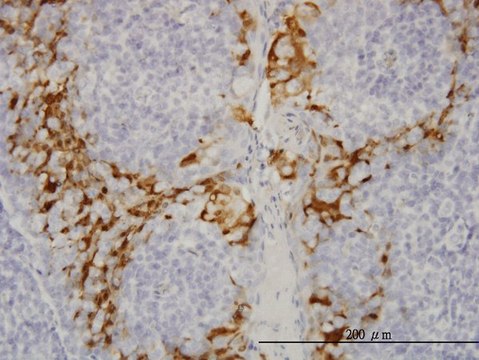 Monoclonal Anti-GSTA3 antibody produced in