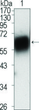 Monoclonal Anti-ROR1 antibody produced in