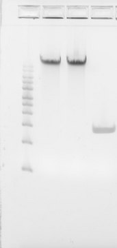 Inactivated Vibrio harveyi