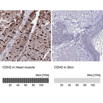 Anti-CDH2 antibody produced in rabbit