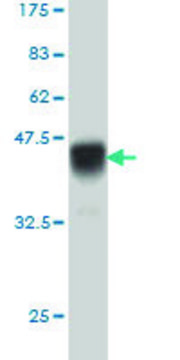 Monoclonal Anti-IL15RA antibody produced in