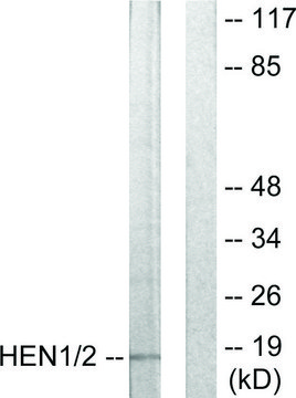 Anti-HEN1 antibody produced in rabbit