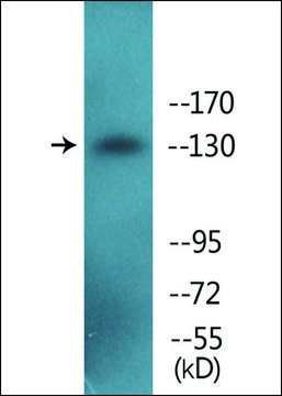 Anti-phospho-IRS-1 (pSer³??) antibody produced in
