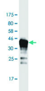 Monoclonal Anti-DAZAP2 antibody produced in