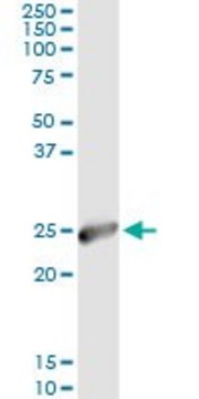 Monoclonal Anti-IGKC antibody produced in