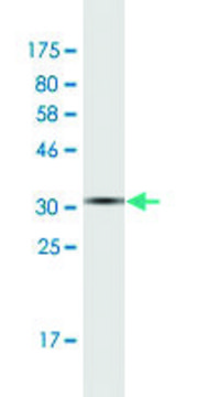 Monoclonal Anti-FERMT1 antibody produced in
