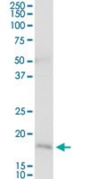 Anti-NNT antibody produced in rabbit