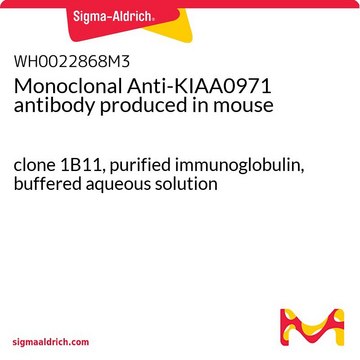Monoclonal Anti-KIAA0971 antibody produced in