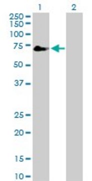 Anti-TFCP2 antibody produced in rabbit