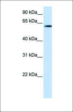Anti-FBXO24 (ab3) antibody produced in