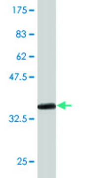 Monoclonal Anti-SLC4A8 antibody produced in