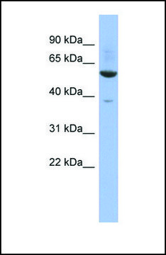 Anti-ZNF783 antibody produced in rabbit