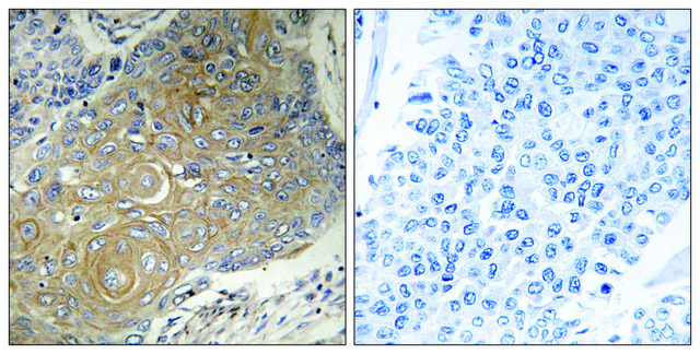 Anti-MRPS33 antibody produced in rabbit