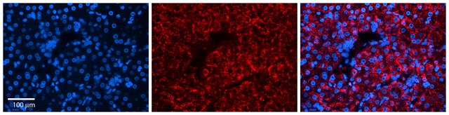 Anti-DPH1, (N-terminal) antibody produced in