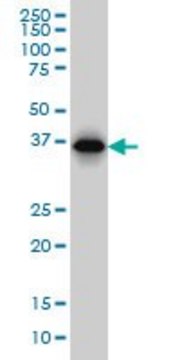 Monoclonal Anti-RP2 antibody produced in