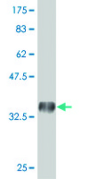 Monoclonal Anti-PRRG2 antibody produced in