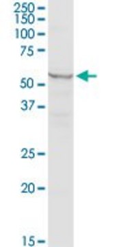 Anti-MARS2 antibody produced in rabbit