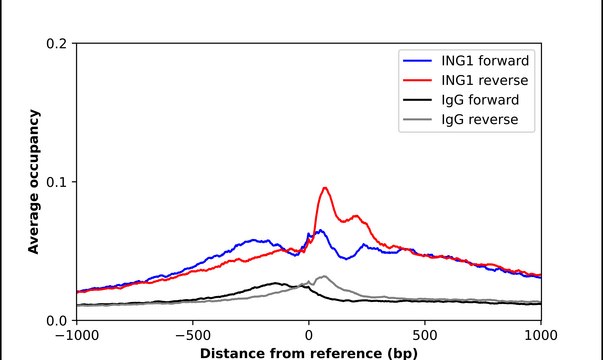 Anti-ING1 antibody produced in rabbit