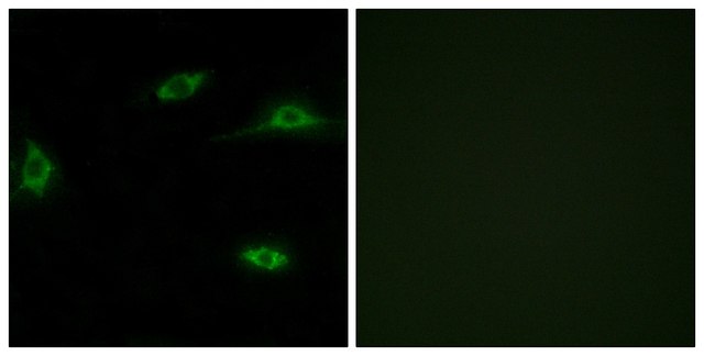 Anti-OR2T11 antibody produced in rabbit