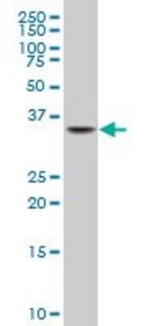Monoclonal Anti-NKX2-5, (N-terminal) antibody produced