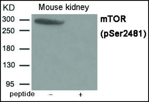 Anti-phospho-mTOR (pSer²??¹) antibody produced in