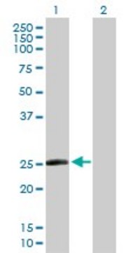 Anti-TAF10 antibody produced in rabbit