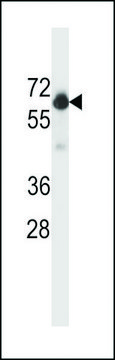ANTI-BECLIN 1 antibody produced in