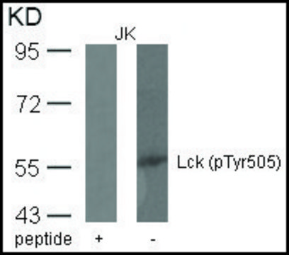 Anti-phospho-LCK (pTyr???) antibody produced in