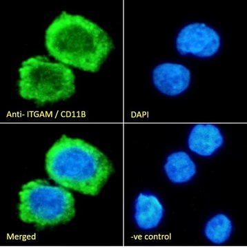 Anti-ITGAM antibody produced in goat