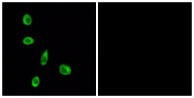 Anti-OR8J1 antibody produced in rabbit