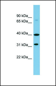 Anti-C9ORF4 antibody produced in rabbit